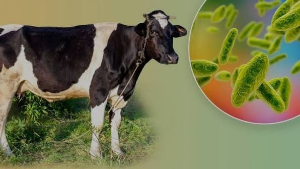 BRUCELLOSIS: THE SILENT THREAT TO CATTLE HEALTH AND FARM PROFITS